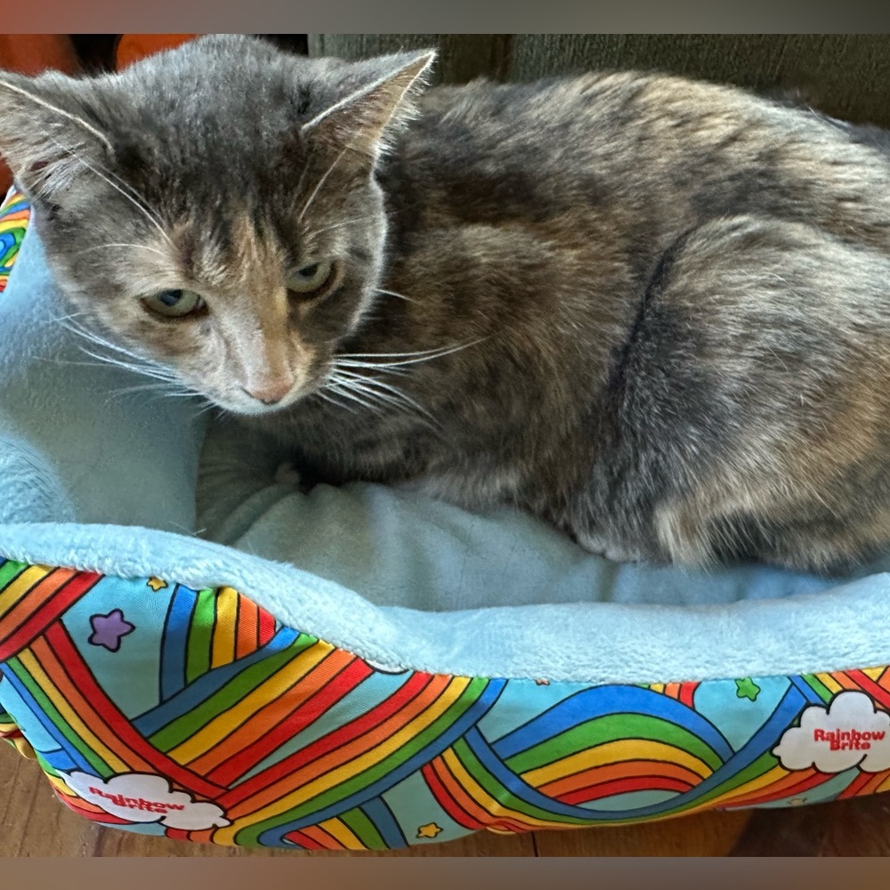 Rainbow Brite Pet Bed NWT - Picture 3 of 14